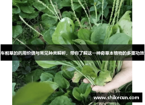 车前草的药用价值与常见种类解析，带你了解这一神奇草本植物的多重功效